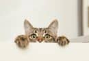 15 curiosities about cats that will surprise you