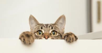 15 curiosities about cats that will surprise you