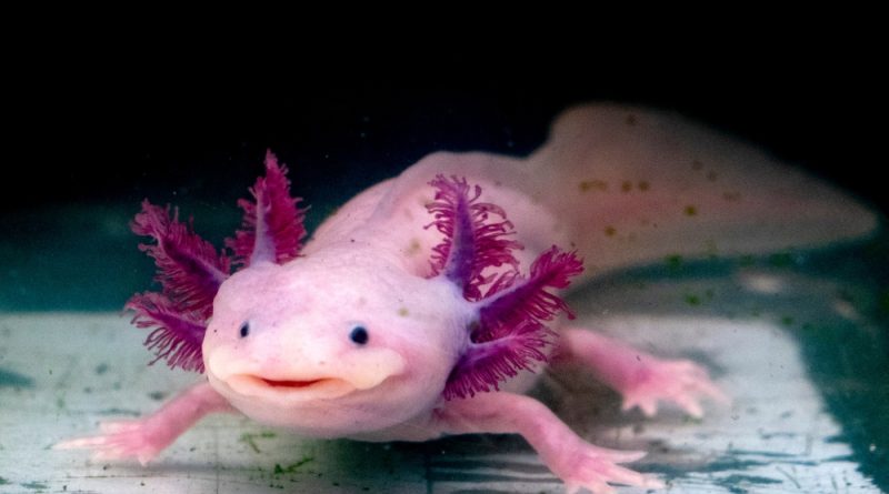 5 Most Bizarre Animal Species in the World