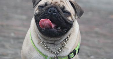 5 common skin problems in pugs