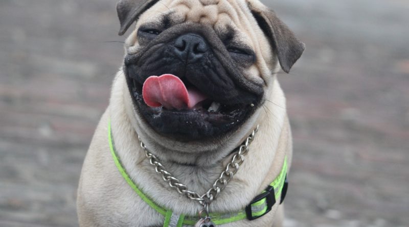 5 common skin problems in pugs