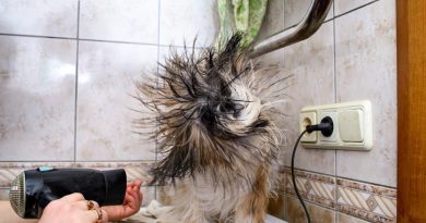 5 tips to help with dog hair shedding