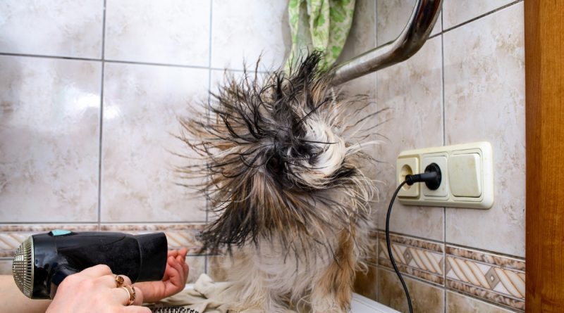 5 tips to help with dog hair shedding