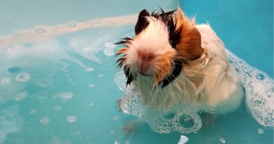All about ozone bath for your pet