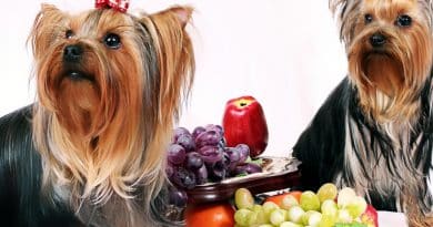 Allowed fruits for dogs