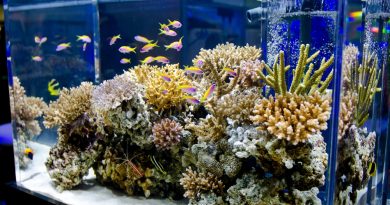Aquarium Keeping - A Comprehensive Guide to Setting Up and Maintaining Your Aquarium