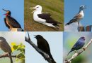 Bird Songs - Communication and Behavior