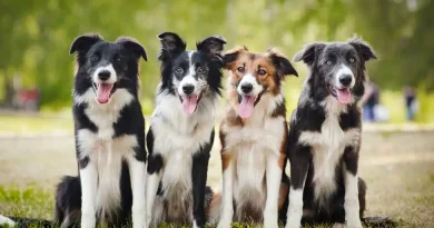 Border Collie A Versatile Breed for All Families