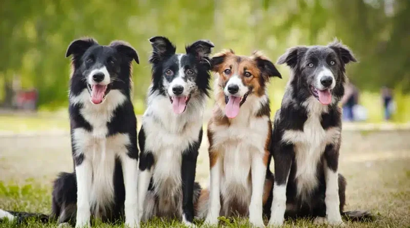 Border Collie A Versatile Breed for All Families