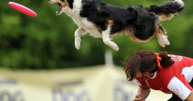 Border Collie: The Perfect Dog for Sports