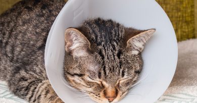 Can a cat be spayed at 4 months, or is it better to wait?