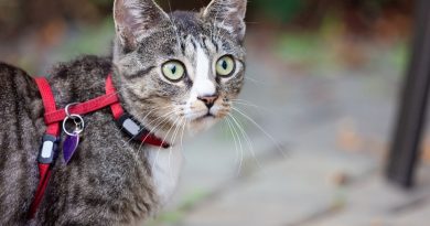 Can a cat wear a collar for walks?