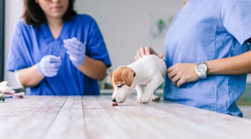 Can dogs and cats have anesthesia
