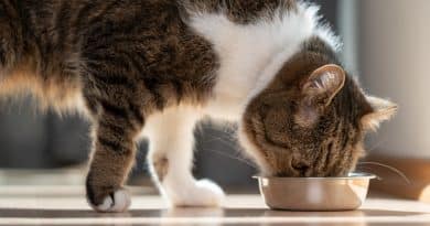 Cat neutered food
