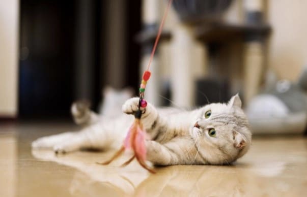 Cat wand
