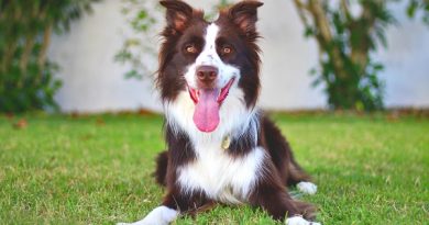 Complete Guide to Taking Care of a Border Collie