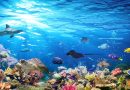 Coral Reefs - Exploring the Subaquatic Beauty