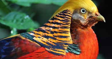 Discover the Most Amazing Exotic Birds