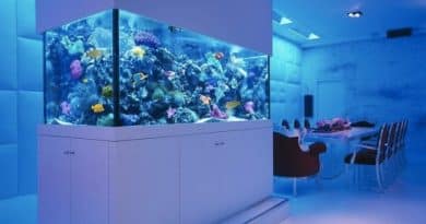Everything you need to know to have your first aquarium