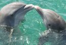 Fascinating Discoveries About Dolphin Intelligence