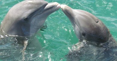 Fascinating Discoveries About Dolphin Intelligence