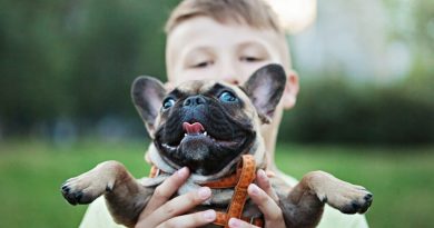 French Bulldog A Loyal Companion for All Ages