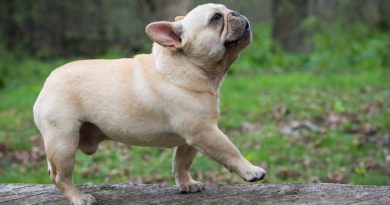 French Bulldog Charming Characteristics and Personality