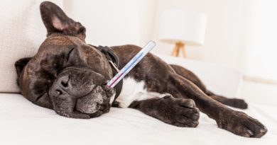 French Bulldog How to Deal with Common Health Problems