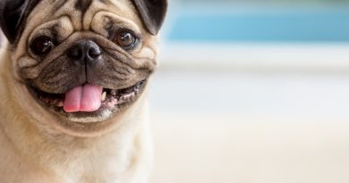 Get to know 7 curiosities about pugs