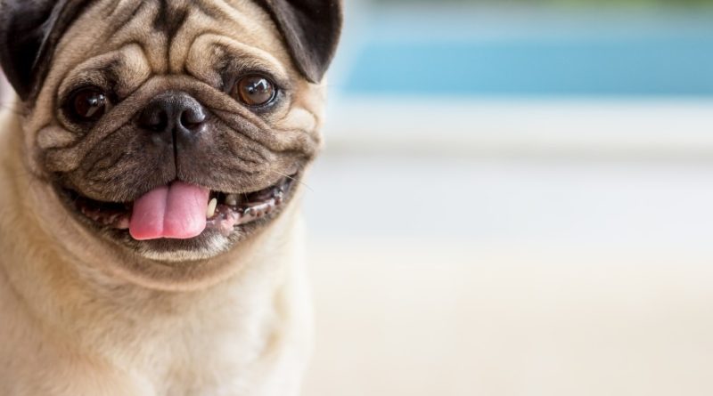 Get to know 7 curiosities about pugs