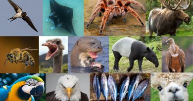 Get to know more than 100 animals with the letter "A"
