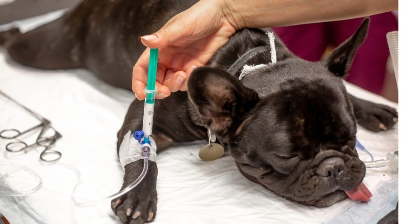 Get to know the types of anesthesia available for pets