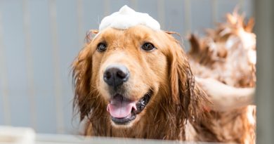 Golden Retriever Characteristics, history, and more