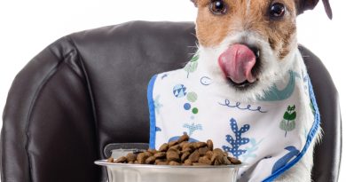 Good and affordable puppy dog food