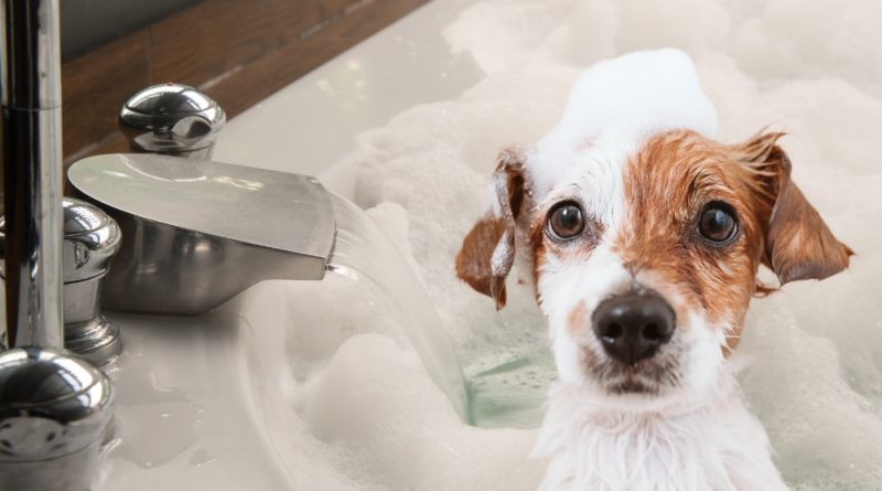 Hot tub to calm your pet