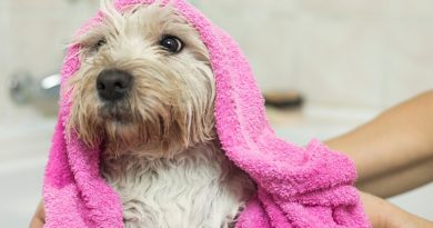 How to baathe a dog with dermatitis