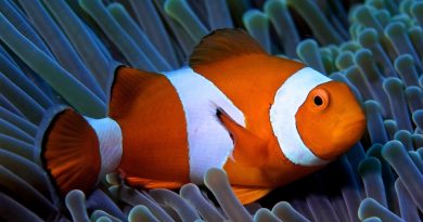 How to care for clownfish