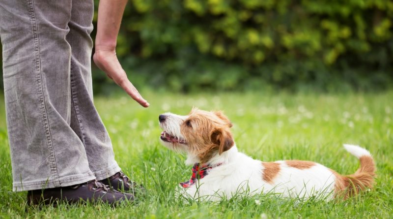How to choose a dog trainer