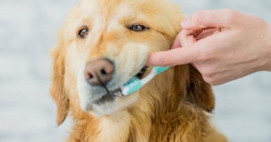 How to clean your pet's teeth