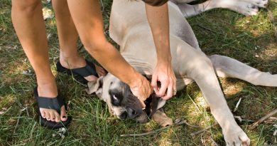 How to clear your pet's airway in case of emergency