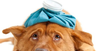 How to make homemade electrolyte solution for dogs