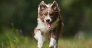 How to take care of a border collie