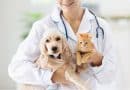 Is a pet health plan worth it?