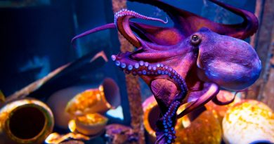 Is it possible to keep an octopus in the aquarium