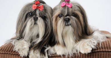 Is the shih tzu dog breed right for you?