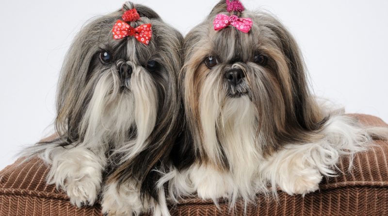 Is the shih tzu dog breed right for you?