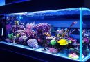 It is possible to have saltwater fish in an aquarium