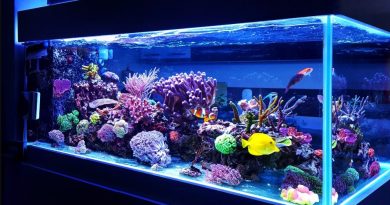 It is possible to have saltwater fish in an aquarium