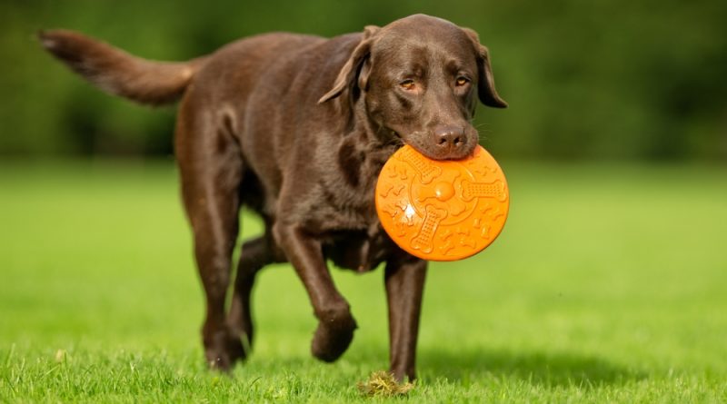Labrador retriever: know everything about the breed