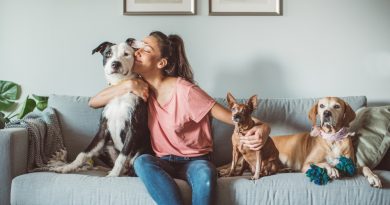 Pet-Friendly - How to Create a Cozy Environment for Pets